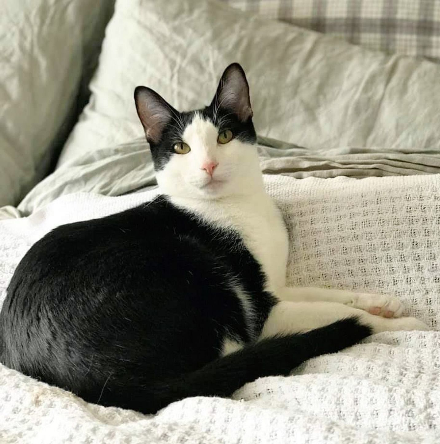 Adopt a Pet | Onyx